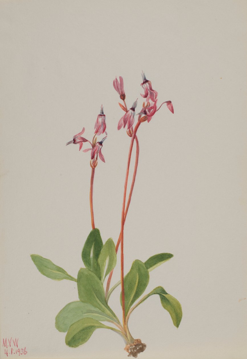  av Mary Vaux Walcott