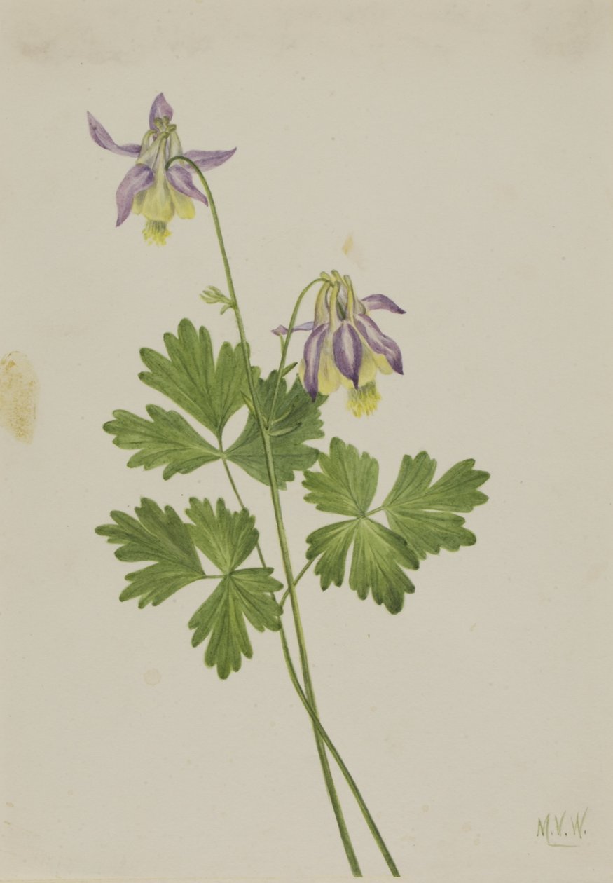  av Mary Vaux Walcott
