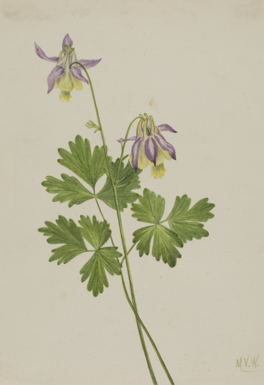 Shortspur Columbine Aquilegia brevistyla, 1907. av Mary Vaux Walcott