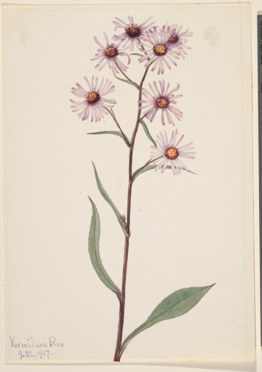  av Mary Vaux Walcott