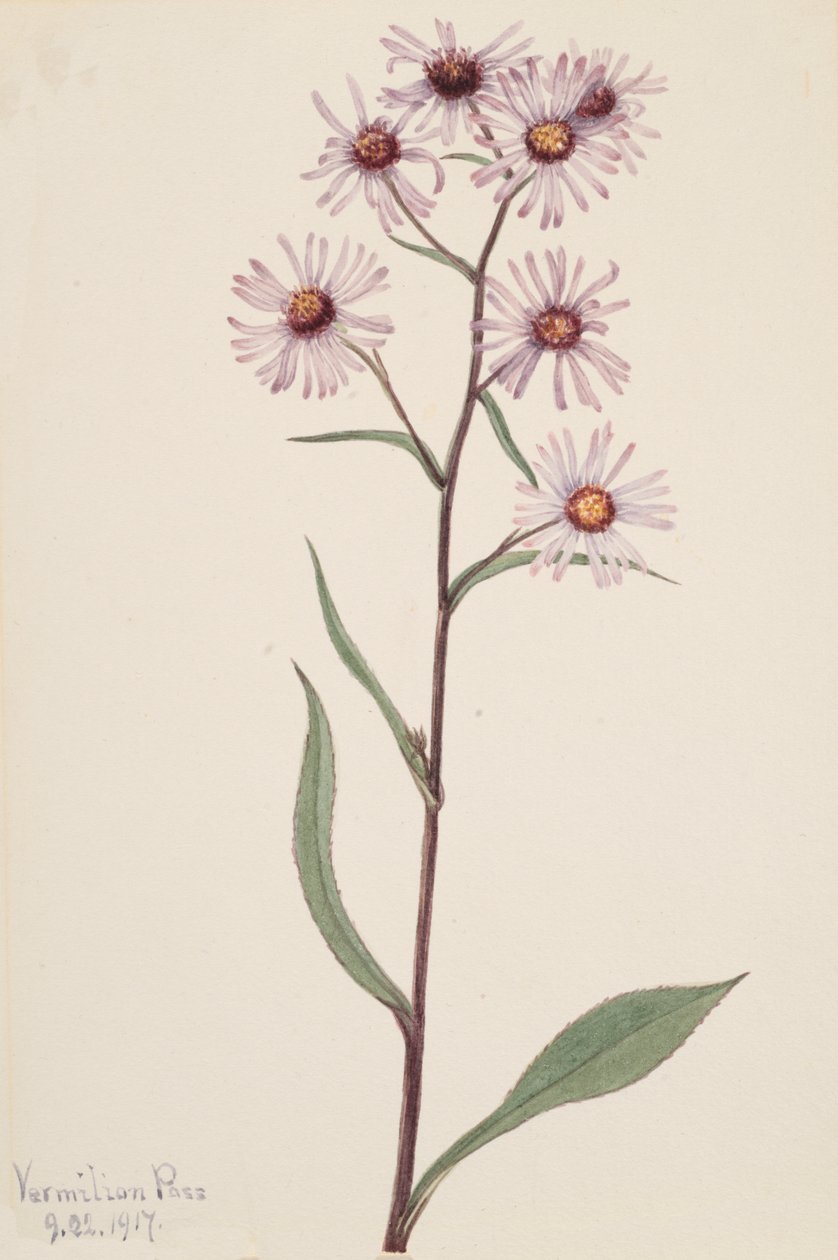 Prangende Aster Prangende Aster, 1917. av Mary Vaux Walcott