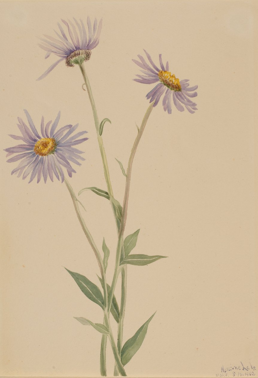  av Mary Vaux Walcott