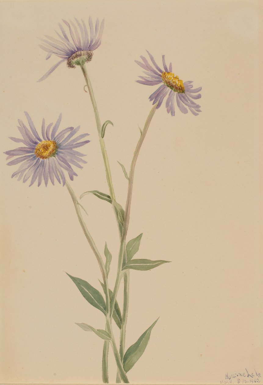 Prangende loppebane Erigeron salsuginosus, 1902. av Mary Vaux Walcott
