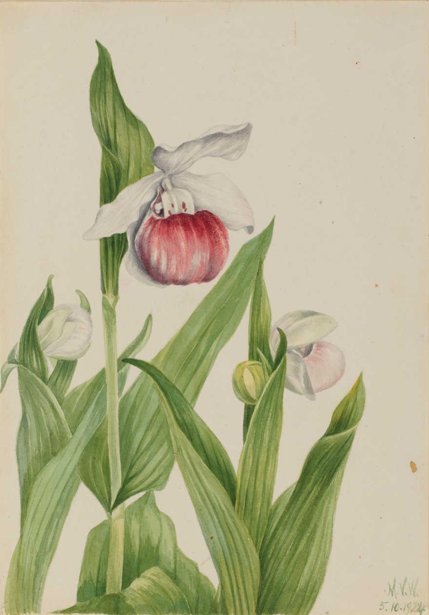 Showy Lady's Slipper Cypripedium reginae, 1924. av Mary Vaux Walcott