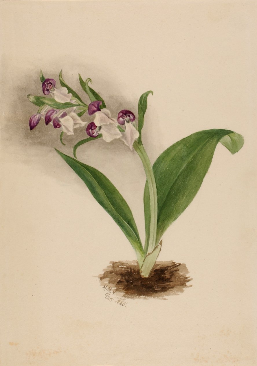  av Mary Vaux Walcott