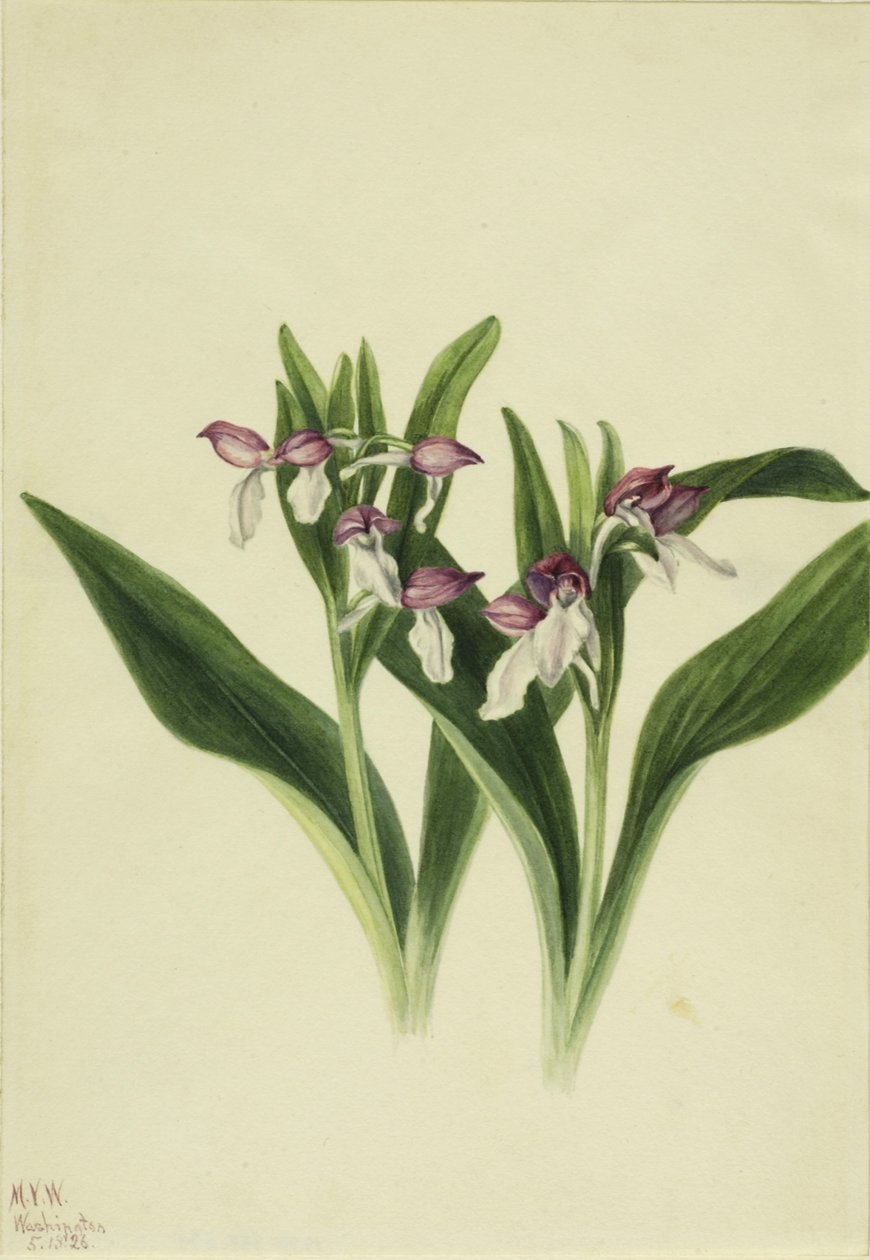  av Mary Vaux Walcott
