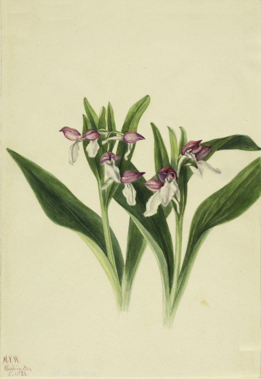 Showy Orchid Showy Orchid, 1926. av Mary Vaux Walcott