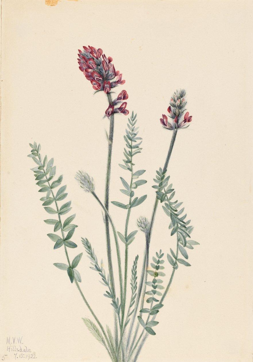  av Mary Vaux Walcott