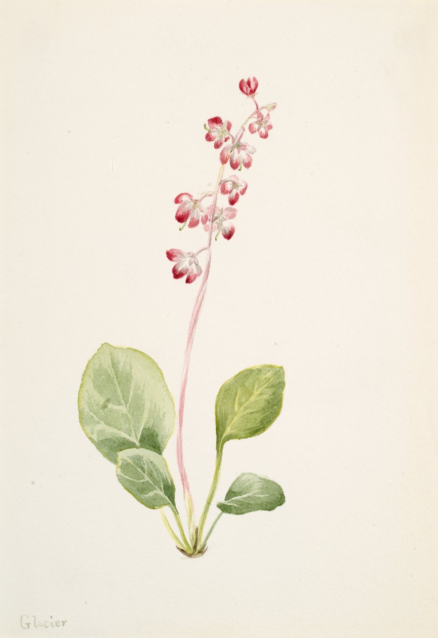 Prangende Pyrolla Pyrola asarifolia, ca. 1903. av Mary Vaux Walcott