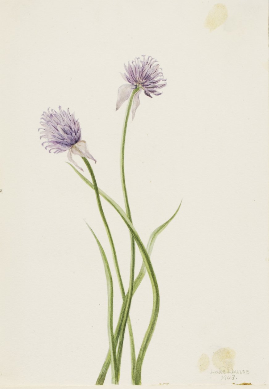  av Mary Vaux Walcott