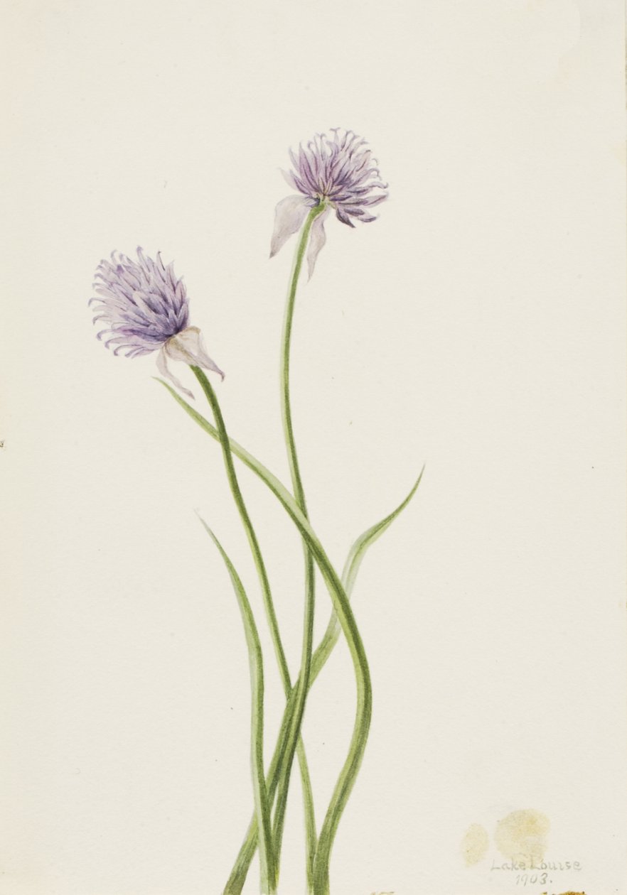 Sibirsk løk Allium sibericum, 1903. av Mary Vaux Walcott