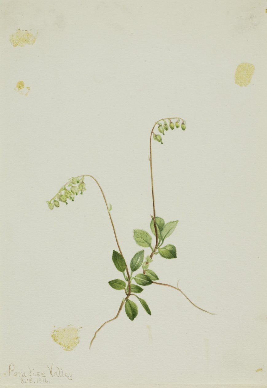  av Mary Vaux Walcott