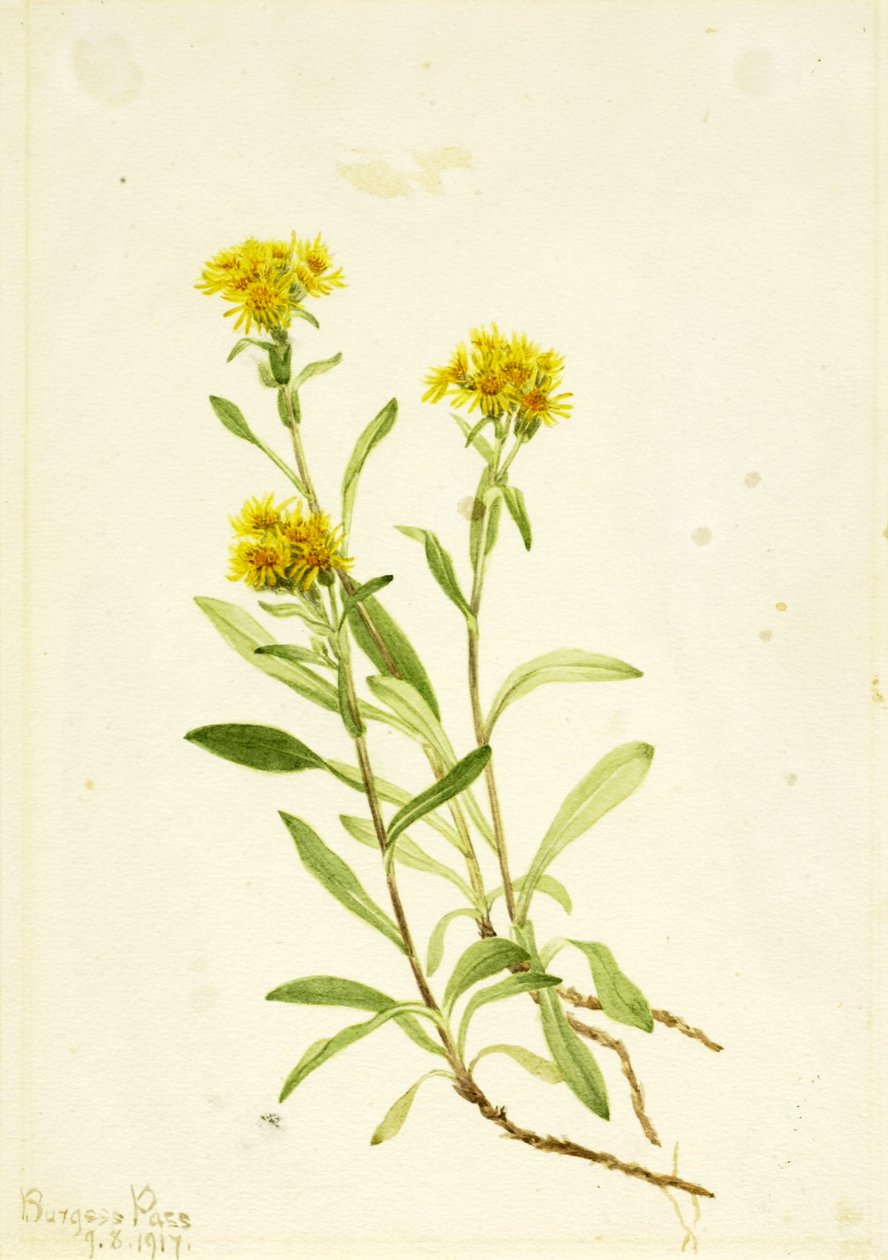  av Mary Vaux Walcott
