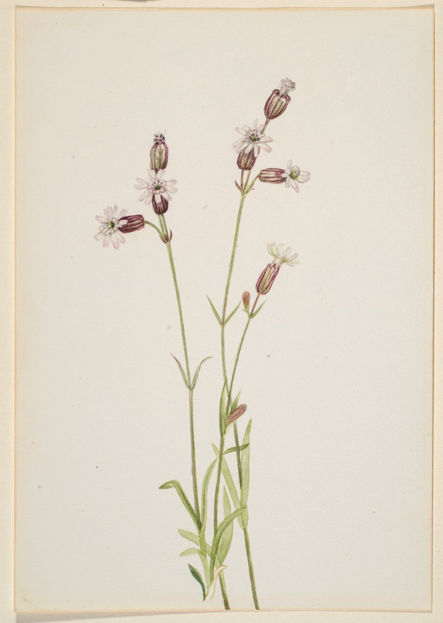  av Mary Vaux Walcott