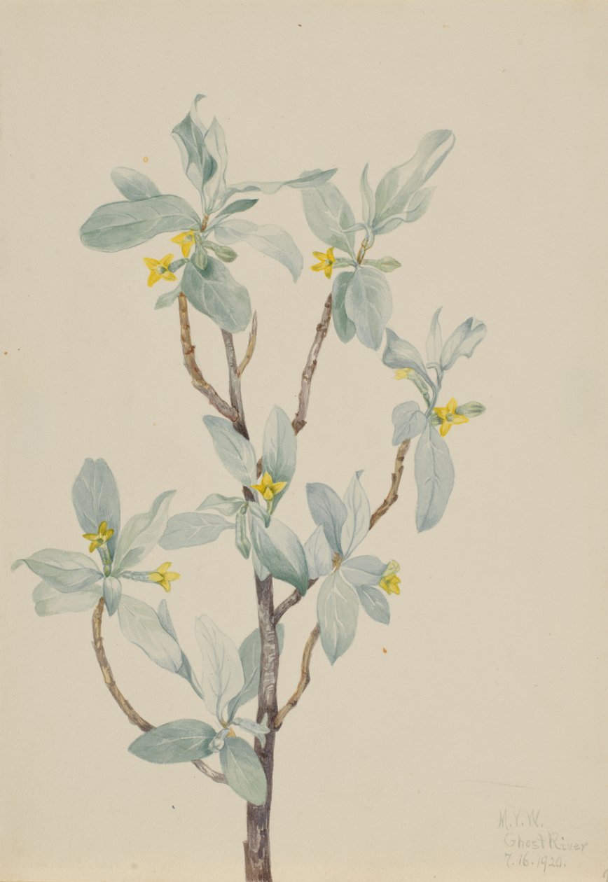  av Mary Vaux Walcott