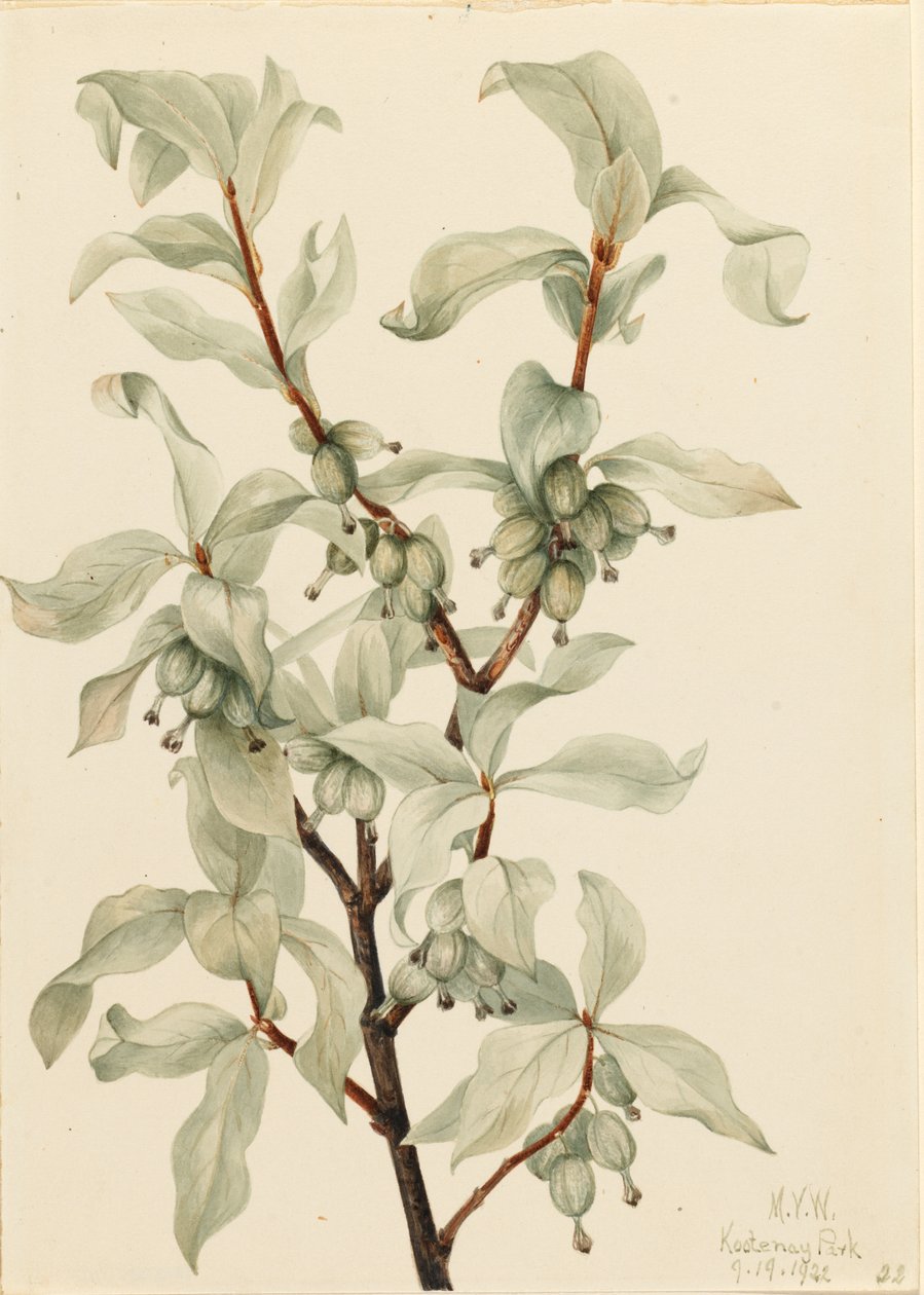  av Mary Vaux Walcott