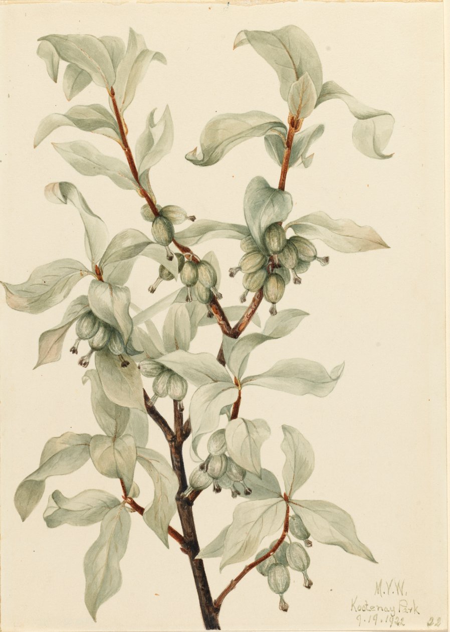 Sølvbær Elaeagnus commutata, 1922. av Mary Vaux Walcott