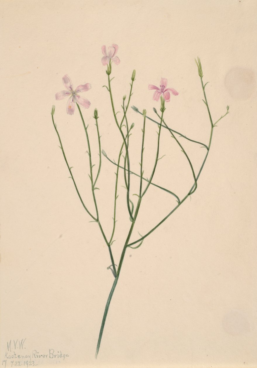 Skjelettblomst Lygodesmia juncea, 1923. av Mary Vaux Walcott