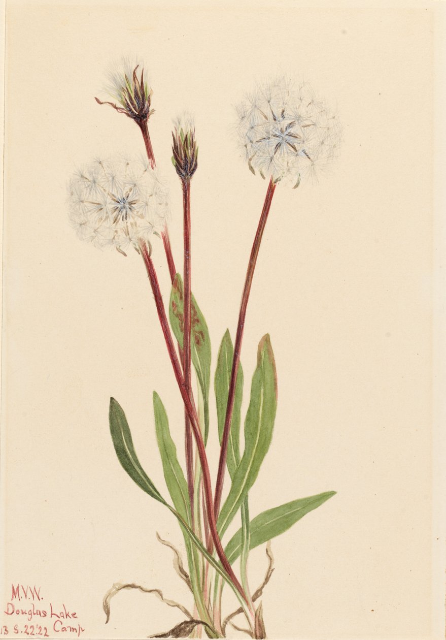  av Mary Vaux Walcott