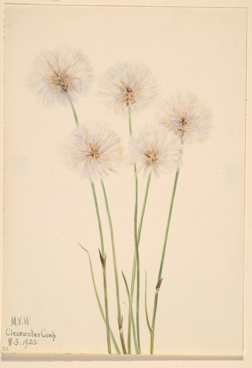  av Mary Vaux Walcott