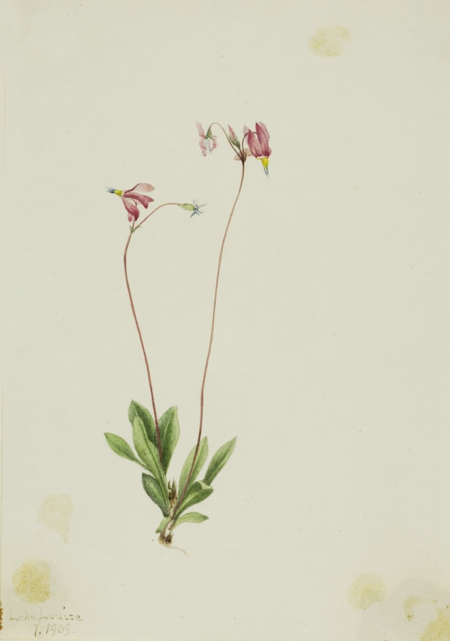  av Mary Vaux Walcott