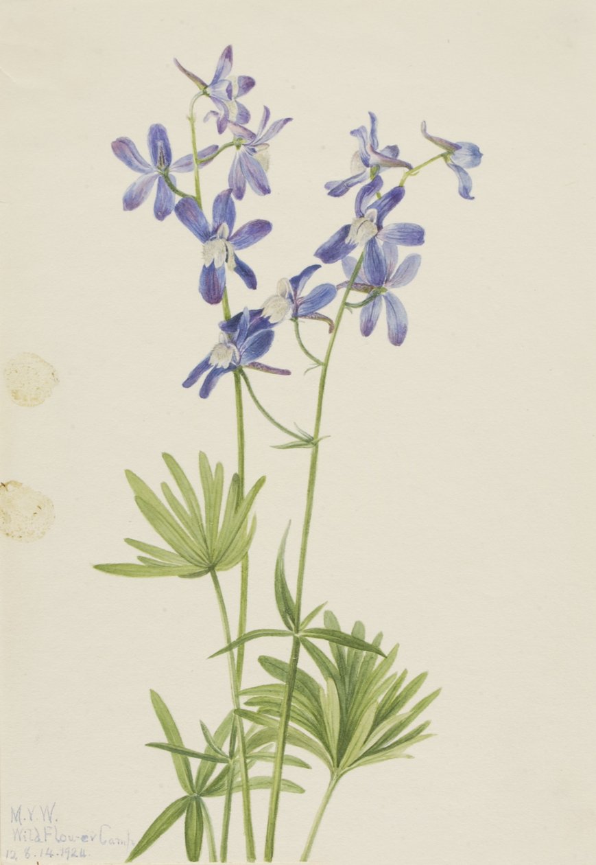  av Mary Vaux Walcott