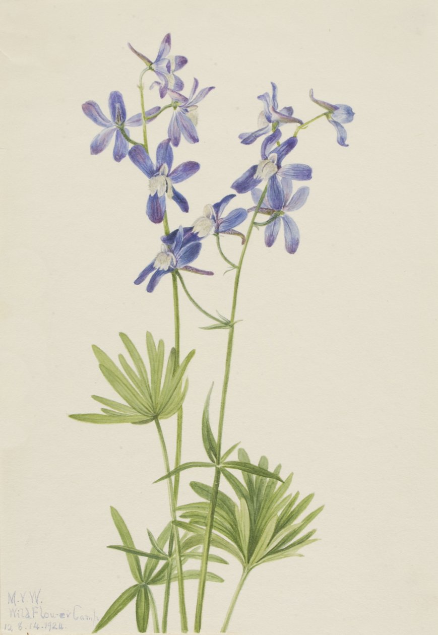 Slim Larkspur Dolphin fattig, 1924. av Mary Vaux Walcott