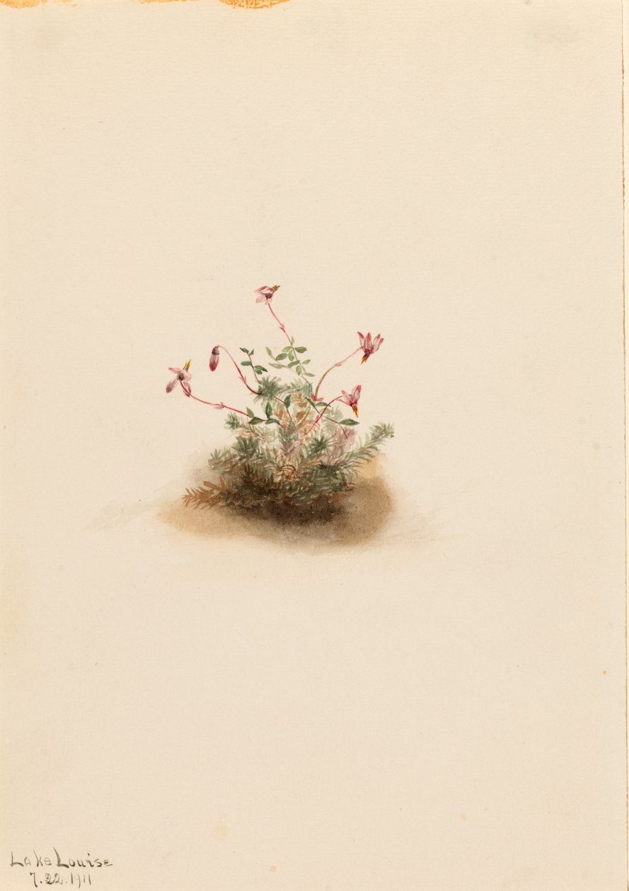 Liten tranebær (Oxycoccus palustris) av Mary Vaux Walcott