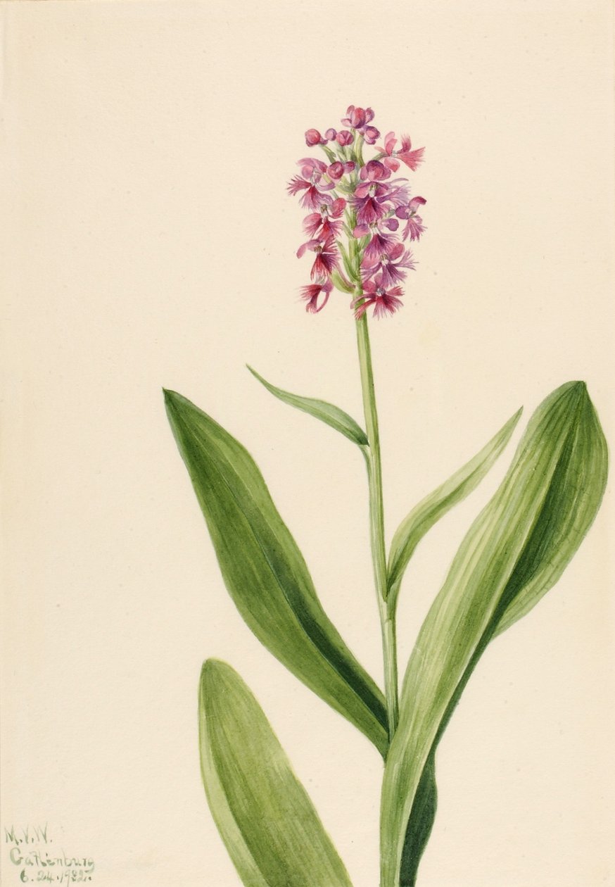  av Mary Vaux Walcott