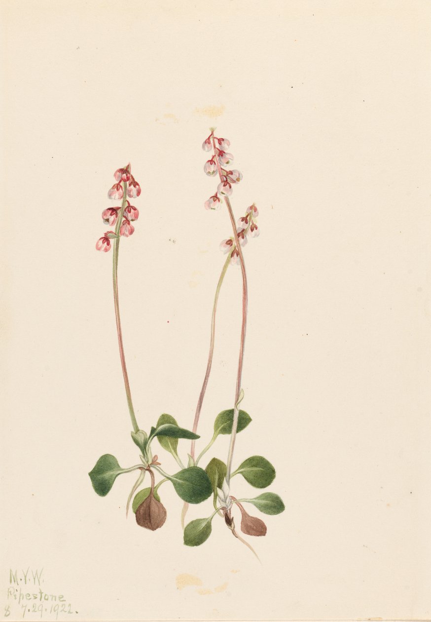  av Mary Vaux Walcott