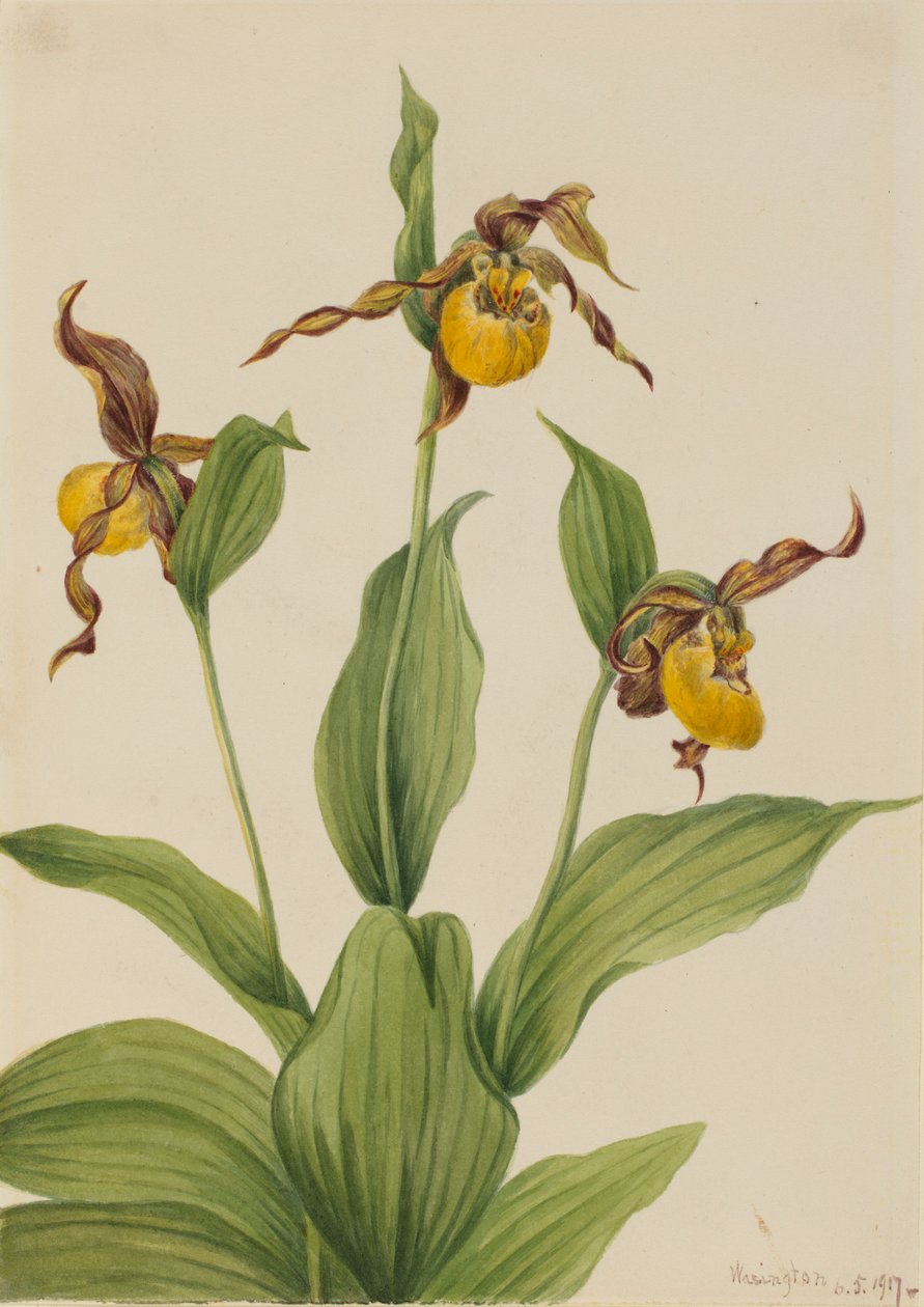 av Mary Vaux Walcott