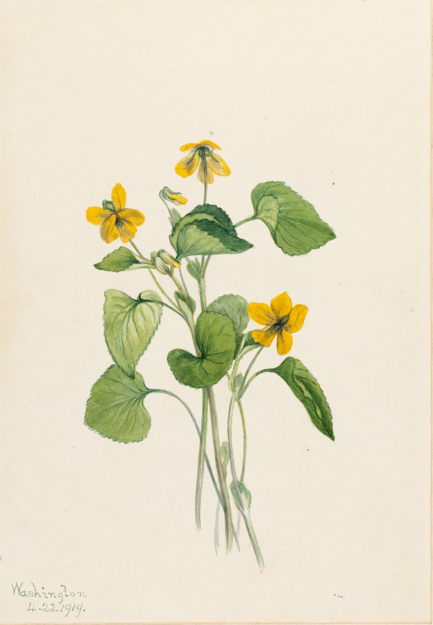  av Mary Vaux Walcott