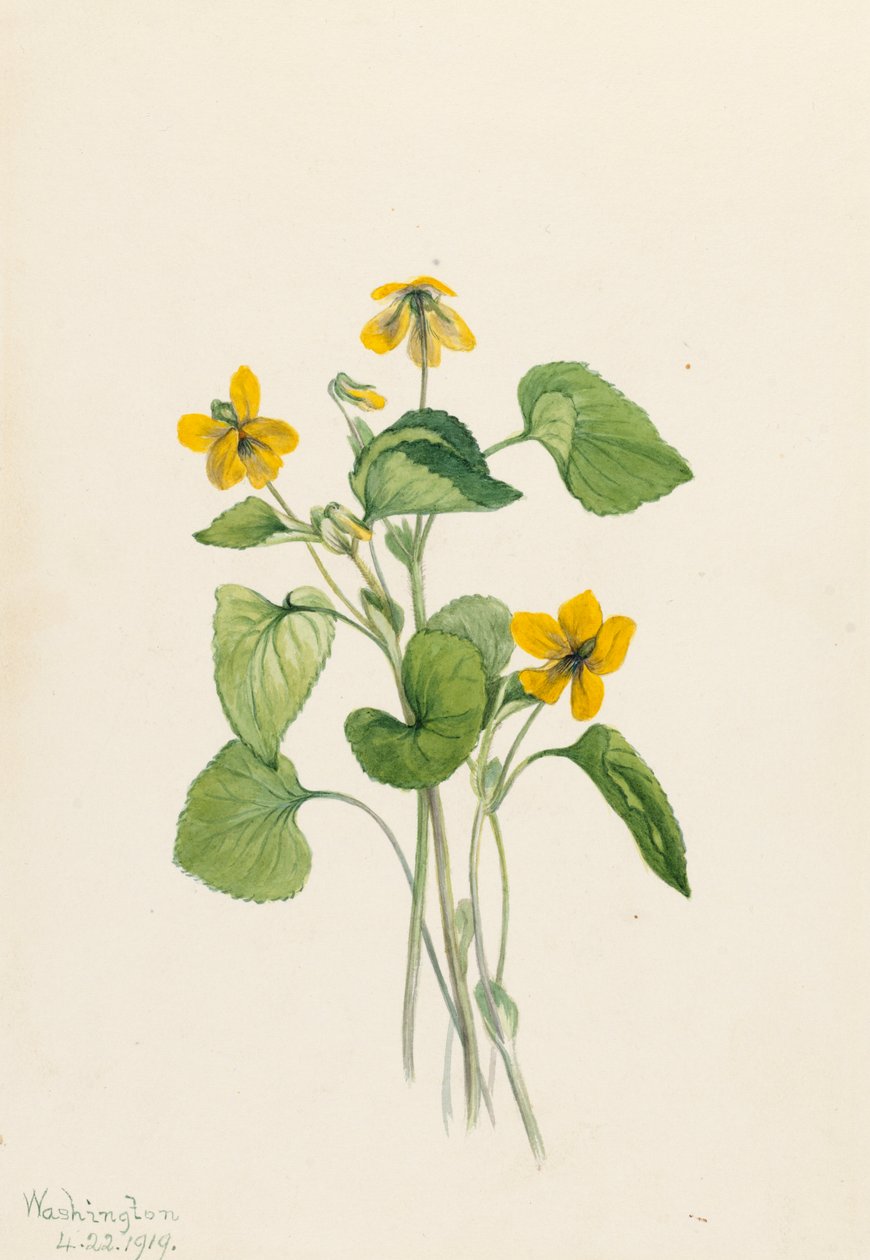 Glatt gulfiolett Viola eriocarpa, 1919. av Mary Vaux Walcott