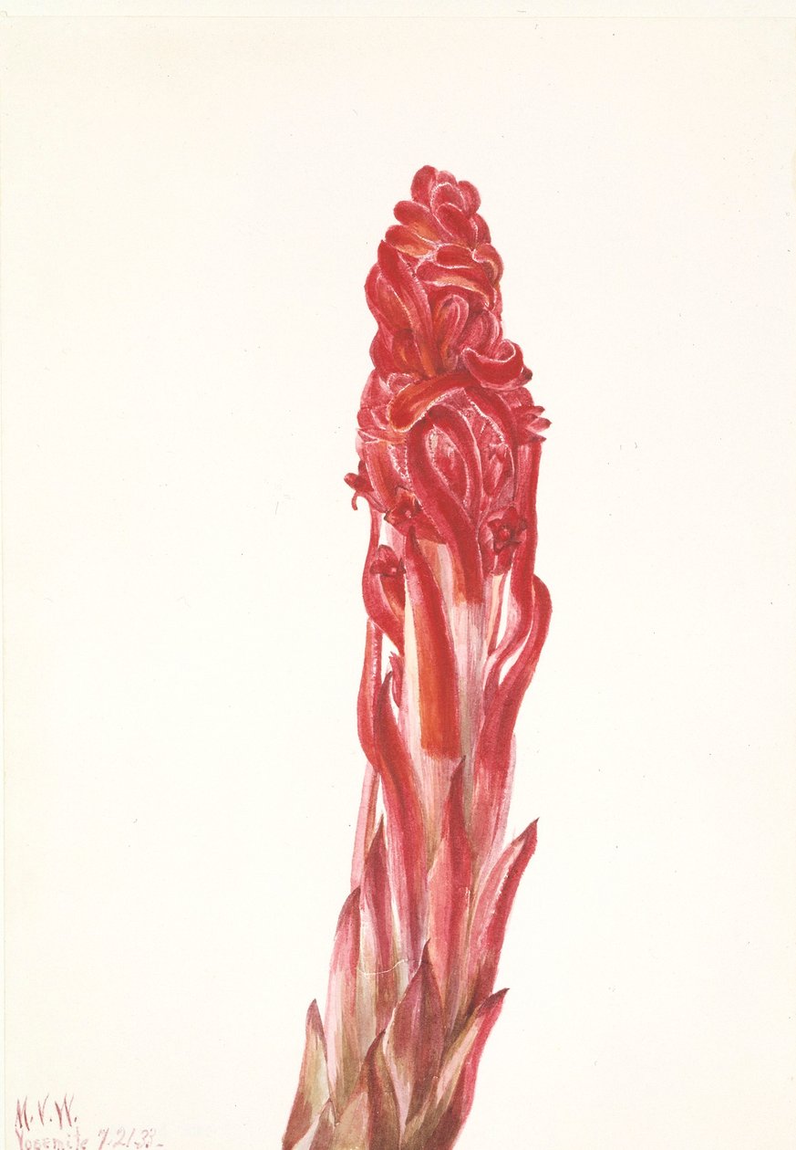  av Mary Vaux Walcott