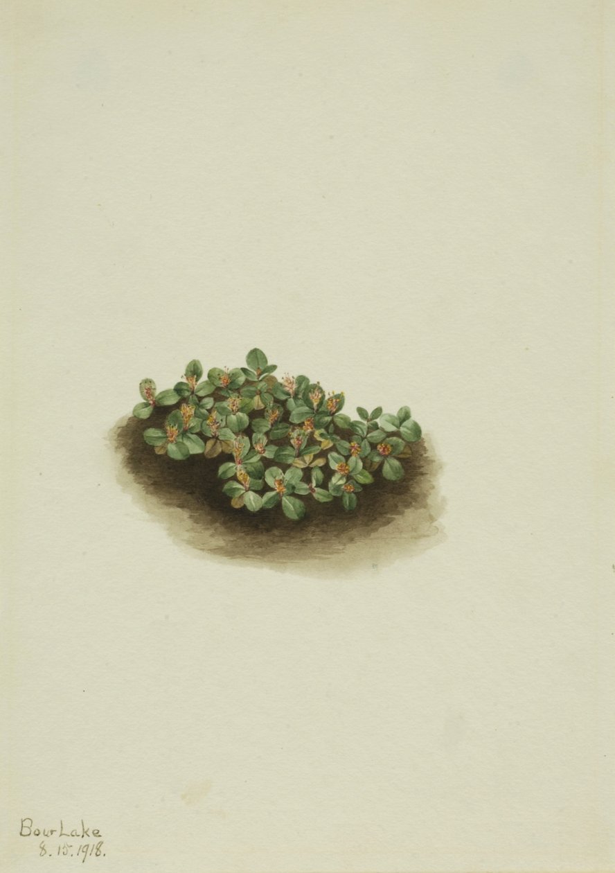  av Mary Vaux Walcott
