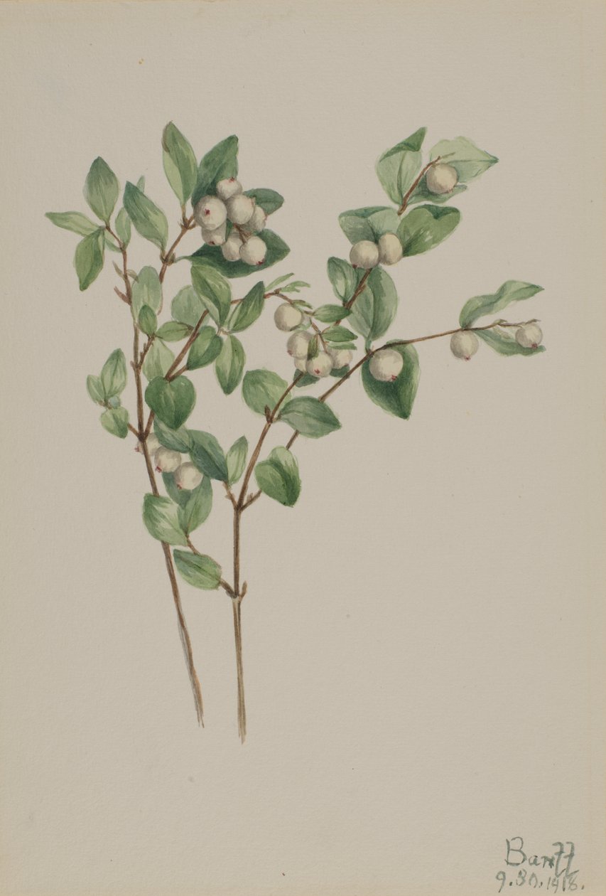 Snowberry Symphoricarpos albus, 1918. av Mary Vaux Walcott