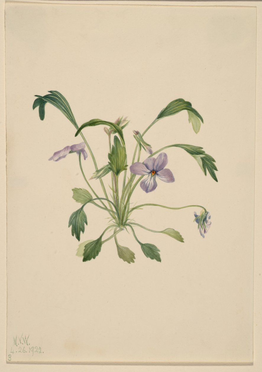  av Mary Vaux Walcott