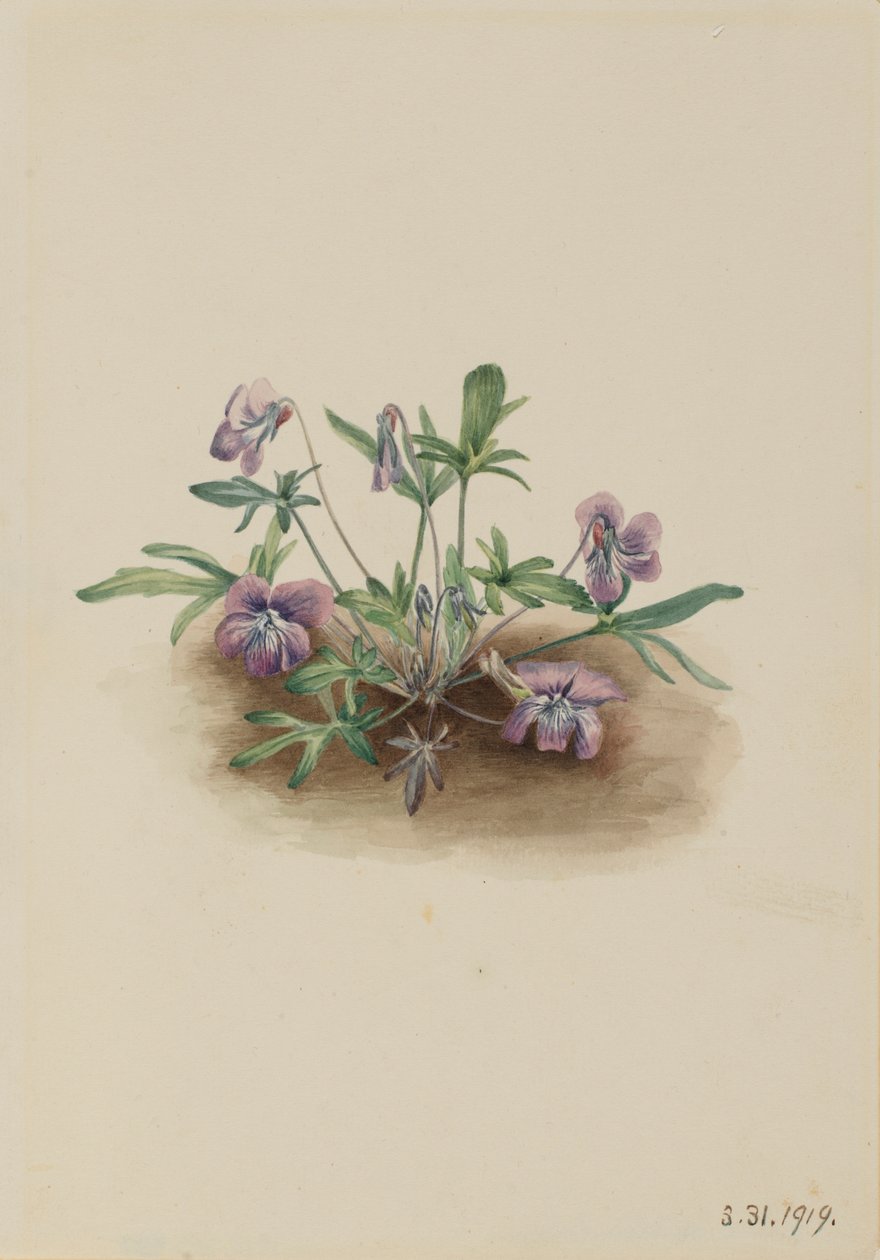  av Mary Vaux Walcott