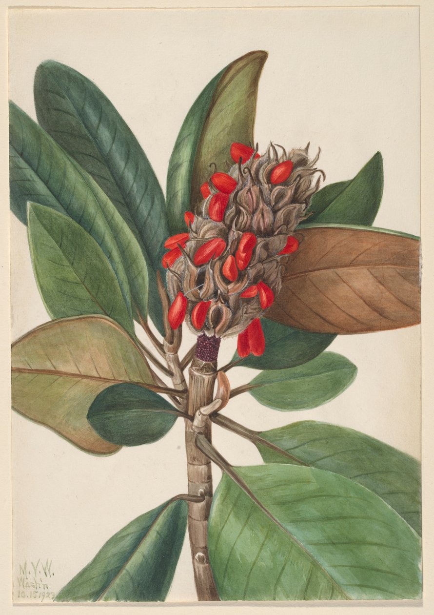  av Mary Vaux Walcott