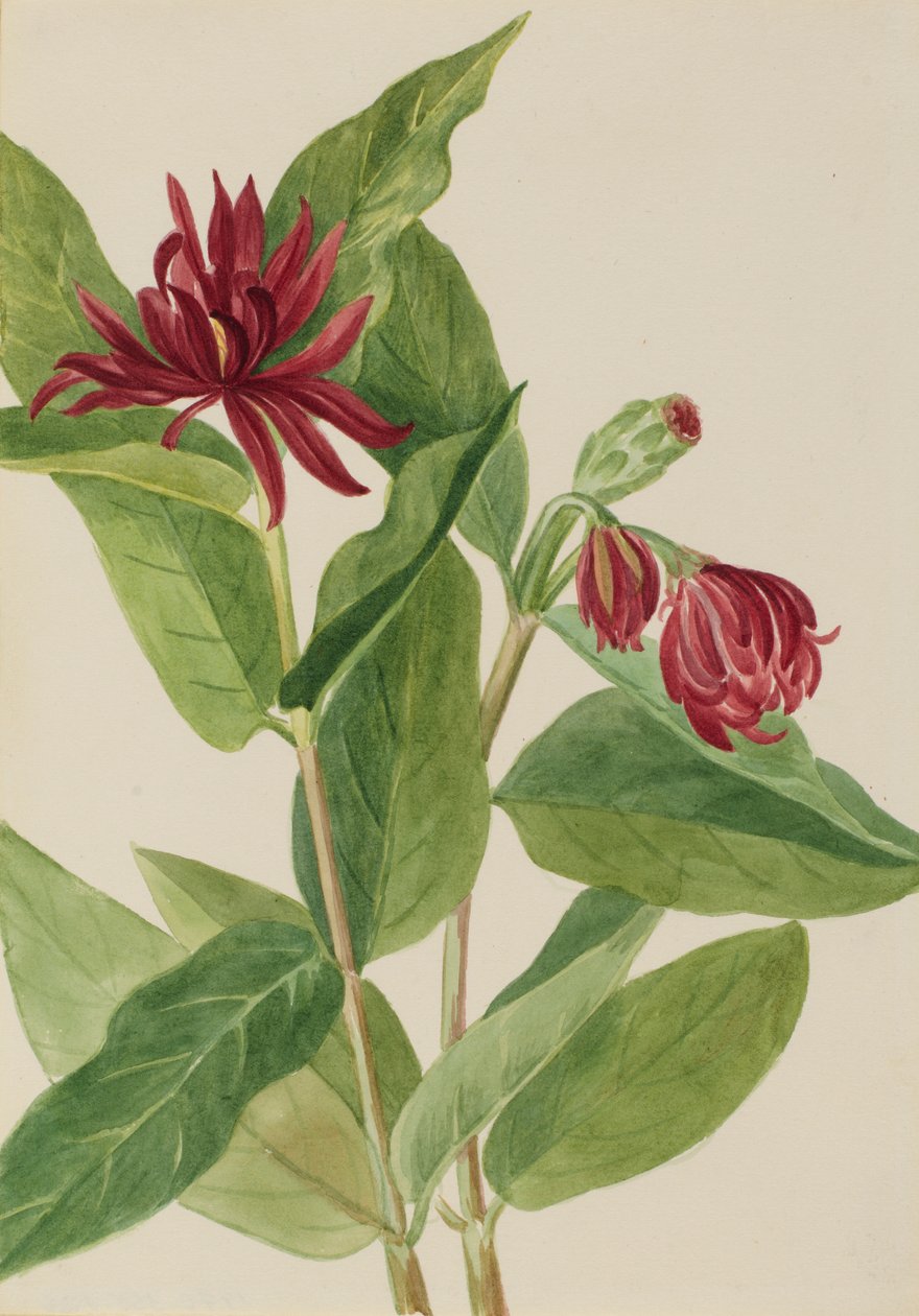  av Mary Vaux Walcott