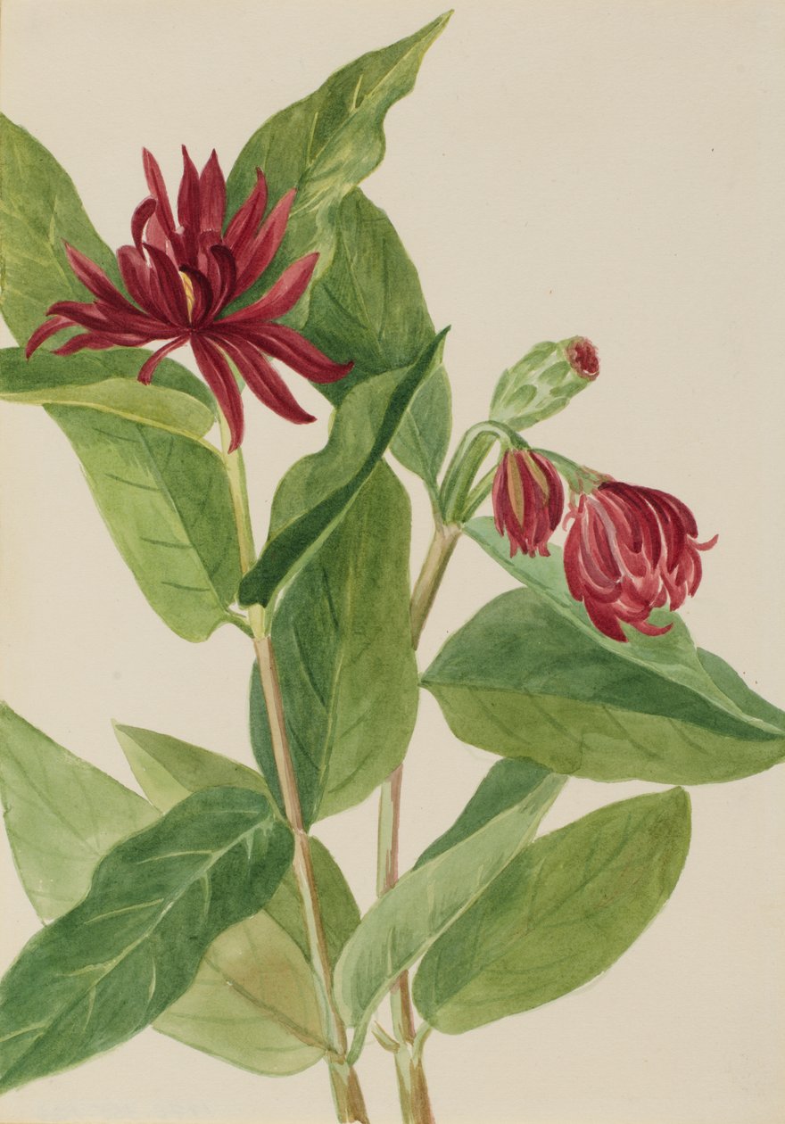 Spicebush Calycanthus occidentalis, tidlig på 1930-tallet. av Mary Vaux Walcott
