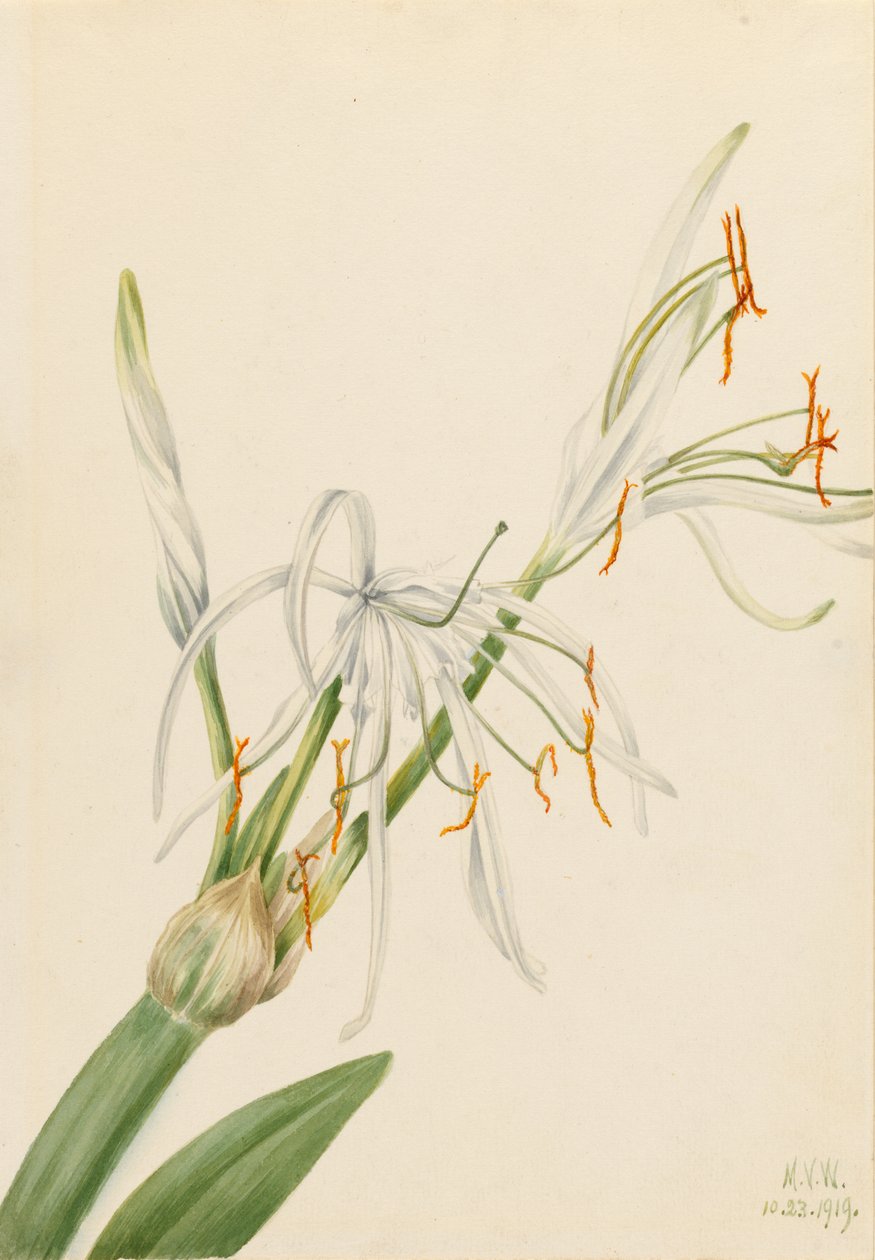  av Mary Vaux Walcott