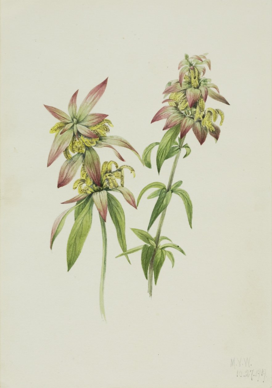  av Mary Vaux Walcott