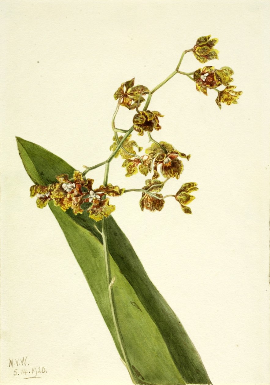 av Mary Vaux Walcott