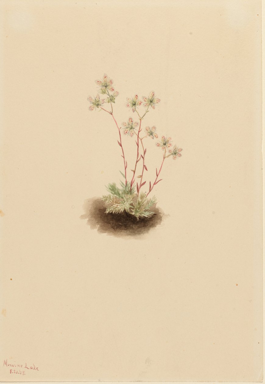  av Mary Vaux Walcott
