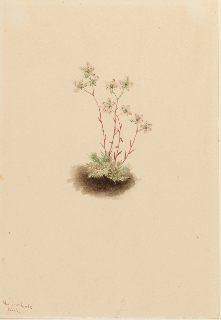 Spotted Saxifrage Saxifraga bronchialis, 1903. av Mary Vaux Walcott