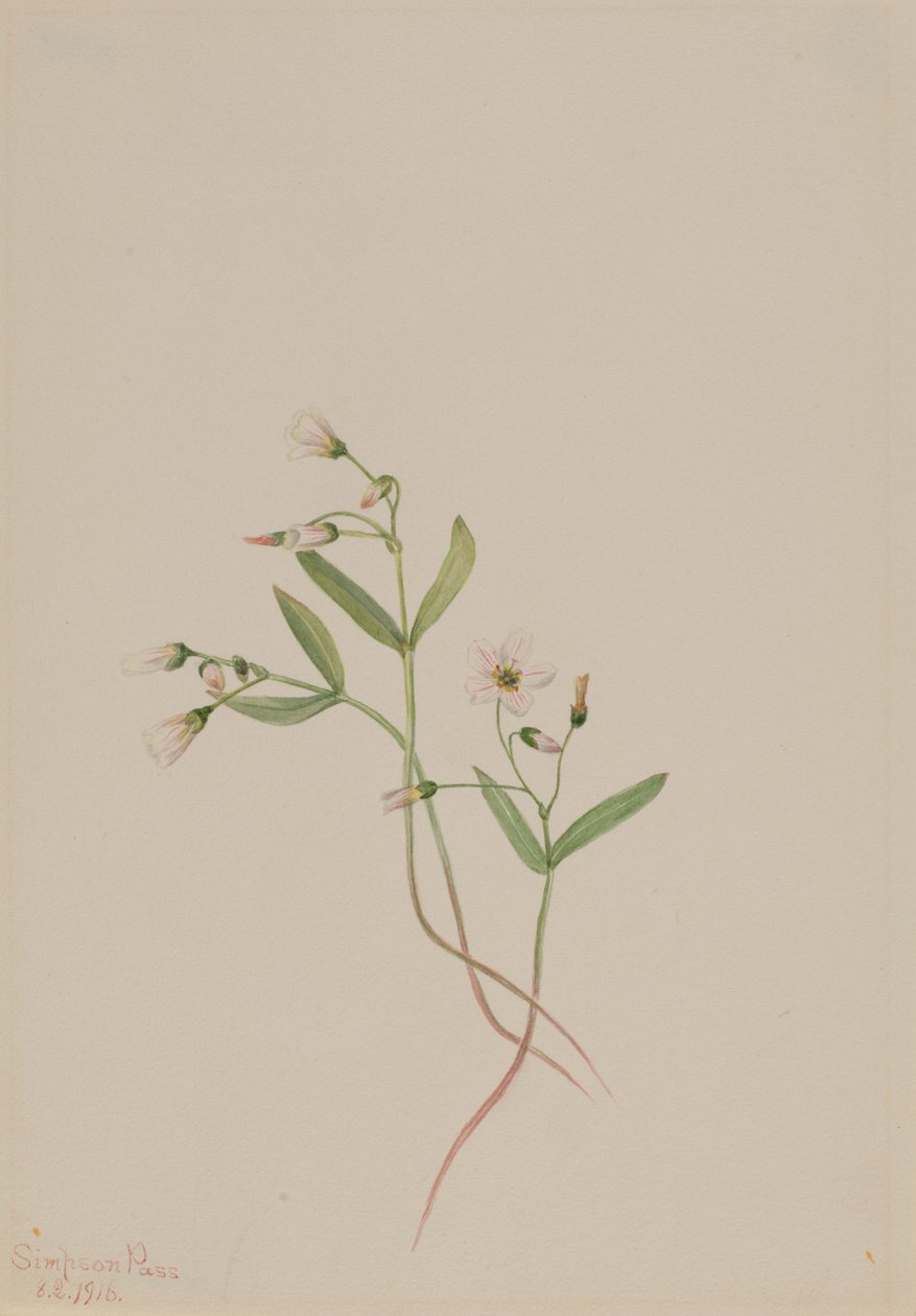  av Mary Vaux Walcott