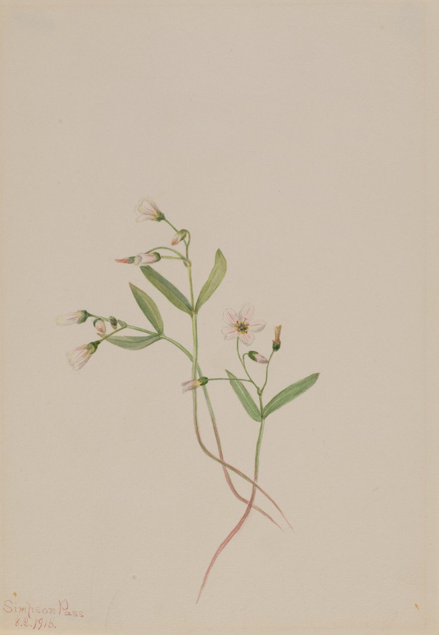 Vårskjønnhet Claytonia lanceolata, 1916. av Mary Vaux Walcott