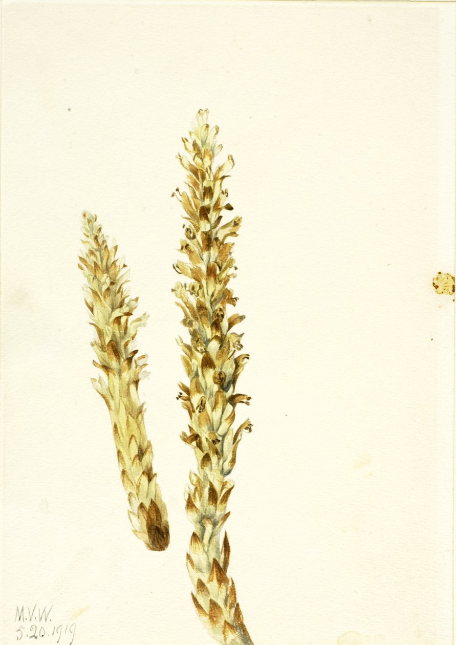 Squawroot Conopholis americana, 1919. av Mary Vaux Walcott