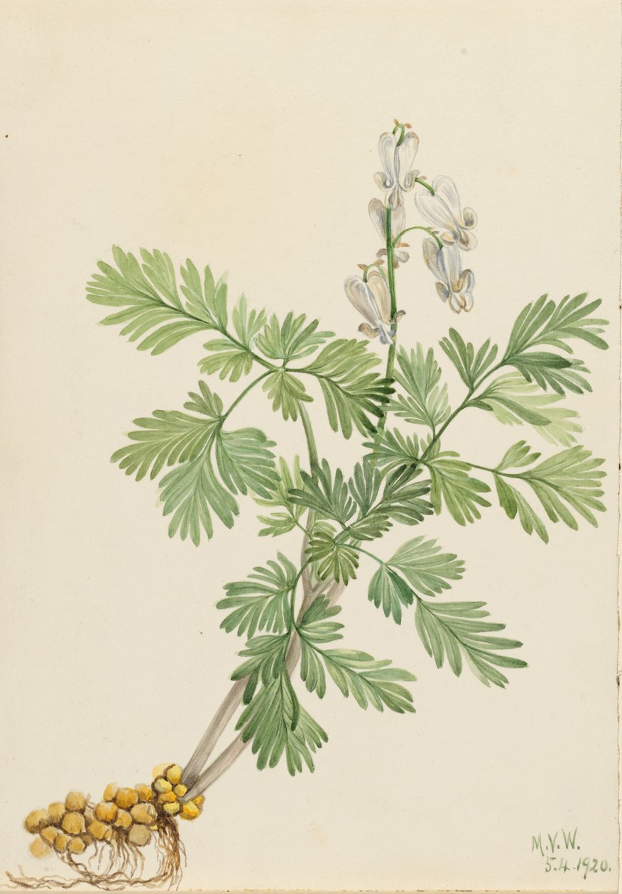  av Mary Vaux Walcott